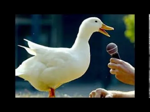 Download MP3 Duck Quack - Sound Effect (HD)