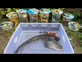 Download Lagu Unboxing Telur Ikan Cupang, Ikan Koki, Ikan Lele, Ikan Hias, Ikan Koi, Gurami, Guppy, Kura Kura 18