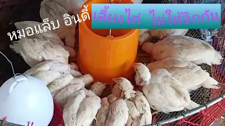 การเลี้ยงไก่บ้านEp3การเลี้ยงไก่ ไม่ให้จิกกันตาย