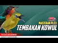 Lagu 🔴 LIVE masteran PLECI tembakan KOWUL / kolibri muncang #masteranplecimaterikowul