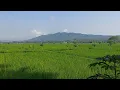 Download Lagu JALAN SANTAI DI PESAWAHAN DI IRINGI LAGU POP SUNDA MERDU || ENAK DI DENGAR