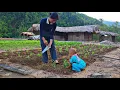 Download Lagu Single mother Ly Tieu Ca grows more cabbage, kohlrabi and cauliflower