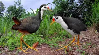 suara burung ruak ruak terbaru 2025 2026 asli ampuh terbukti 