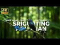 Download Lagu Relaxing Bird Sound Therapy Masteran Srigunting Abu Abu Gacor Isian Cililin Greja | Bird Training Tv