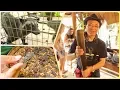 Download Lagu PROSES PENBUATAN KOPI LUWAK DARI PUP JADI KOPI ENAK!!