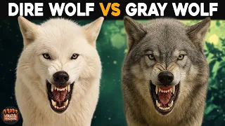 What Is The Difference Between Dire Wolf And Gray Wolf