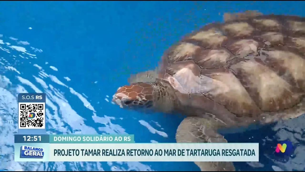 Emoção no Projeto Tamar: tartaruga resgatada retorna ao mar