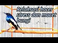 Download Lagu Relaksasi terapi kacer stress dan macet bunyi ampuh untuk memulihkan mental tarung