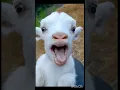 Download Lagu Cute animal sounds#🥰🥰🥰cute baby laughing#viral#ytshorts#youtubesuorys