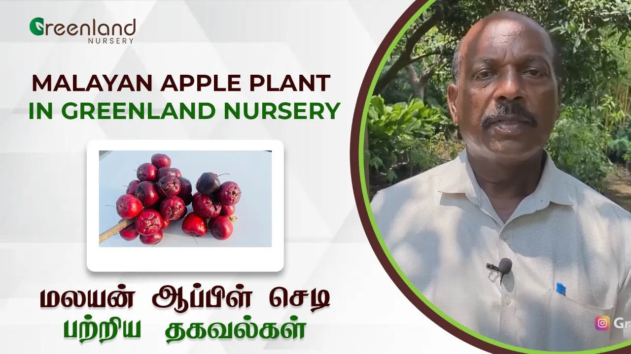 Benefits of Malay Apple Plant | மலயன் ஆப்பிள் செடி பற்றிய தகவல்
