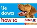 How to Train Your Dog to Lie Down Petco