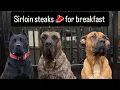 Download Lagu Loyal dogs eating steaks for breakfast 