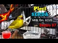 Masteran Pleci SERDA By Om ACUS Dextro 87