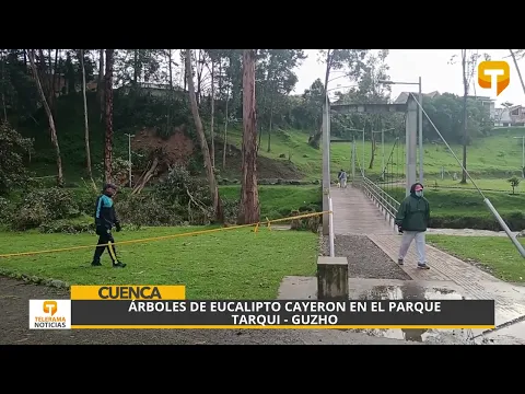Árboles de eucalipto cayeron en el parque Tarqui - Guzho