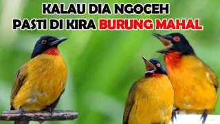 Download SUARA PANCINGAN KUTILANG EMAS GACOR EMOSI @AnakDesaKicau MP3