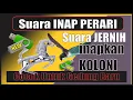 Lagu Suara Inap Burung Walet SI Perari 22