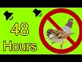 Download Lagu Suara Pengusir Burung - Panggilan Burung Pemangsa Untuk Menakut-nakuti Merpati - Burung Pipit - Burung Camar