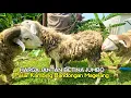 Download Lagu Pasar Kambing Domba Harga Murah Domba Jantan Betina Babon Bunting Jumbo Pasar Bandongan Magelang