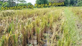 Rc604 Ratoon Series Ep 1 Advantages 