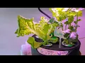 iDOO ID-IG305 Hydroponic Growing System 45-Day Review