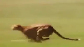 فهد يطارد غزال سرعته     كيلوا   دندنها