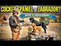 English Working Cocker Spaniel vs British Field Labrador Retriever Which One Is Right For You