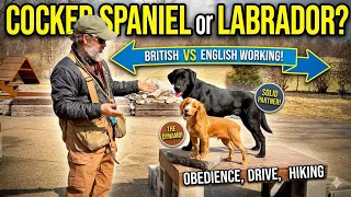 English Working Cocker Spaniel vs British Field Labrador Retriever Which One Is Right For You