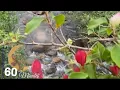 Download Lagu 60 minutes of Indonesian traditional flute Relaxing Sound gives u Calm \u0026 positive thoughts #nature