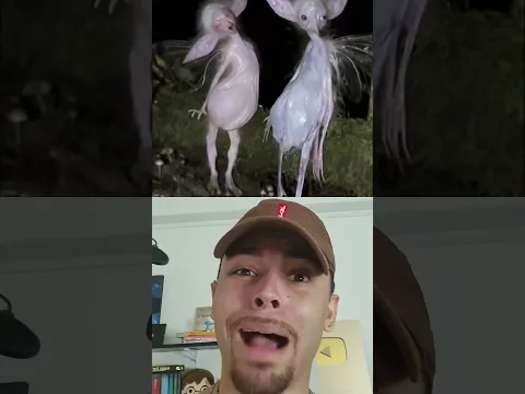 O QUE É ISSO?