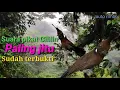 Suara pikat cililin. paling jitu sudah terbukti hasilnya...
