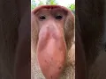 Download Lagu Proboscis monkey makes funny noises 🤣 (🎥: CONTENTbible)