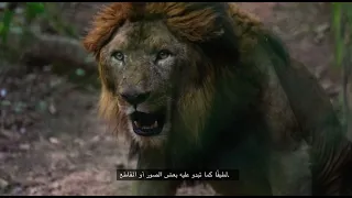 أسد الغابة دندنها