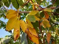 Leaves turning YELLOW and falling off Here are the 3 reasons why