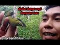 Download Lagu cara jebak burung pleci menggunakan MP3 suara pleci betina ternyata ampuh