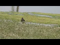 Download Lagu Northern Lapwing in Armash Wetlands