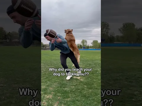 I will never stop posting videos of my best friend Hugo #dogsofinstagram