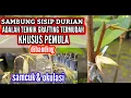 Download Lagu sambung sisip durian adalah tehnik grafting termudah untuk pemula