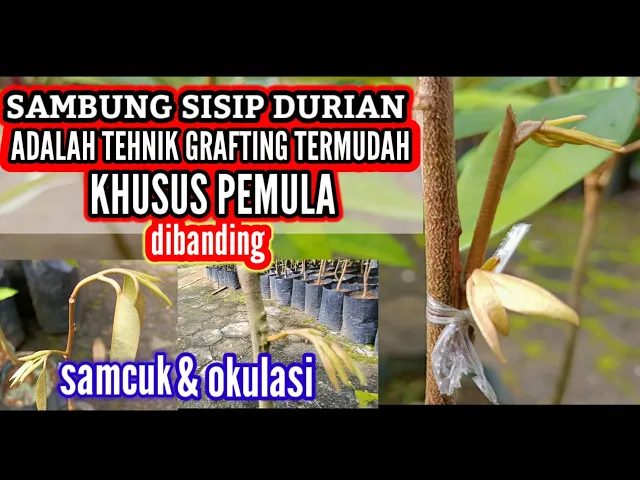 Download MP3 sambung sisip durian adalah tehnik grafting termudah untuk pemula