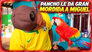 Nuevo reto para los Bichos! Quien tiene valor de besar a Pancho