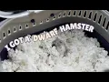 I GOT A DWARF HAMSTER