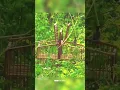 PIKAT BURUNG CIBLEK LIAR PART 1