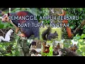 Download Lagu SUARA PIKAT TUPAI LANGKAH ASLI JERNIH \u0026 JUGA MAMPU MEMANGGIL SEMUA JENIS TUPAI