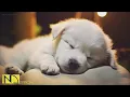 Lagu 20 HOURS of Dog Calming Music🦮💖Dog Relax Music🐶🎵Anti Separation Anxiety Relief Music⭐ NadanMusic