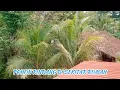 Download Lagu POHON RINDANG DI SEKELILING RUMAH🌏@Alamdarat007