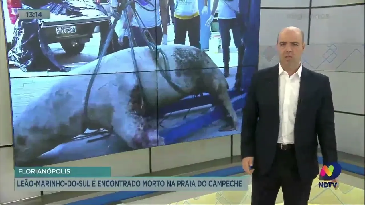 Mais um leão-marinho é encontrado morto na praia do Campeche em Florianópolis