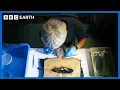 Scientists Create Artificial Shark Womb Asia BBC Earth Science