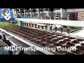 Download Lagu TTA-ISO MIDI Transplanting Caluna