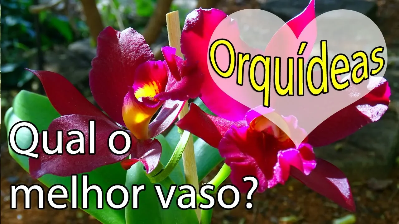 COMO DESCOBRI O MELHOR VASO PARA MINHA ORQUÍDEA