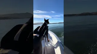 Salty dog .. #fyp #dream #youtube #doberman #pets