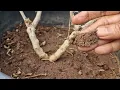 APARAJITA PLANT TIPS TO CARE / HOW TO GET FLOWERS IN APARAJITA IN WINTER #aparajita #shankupushpam